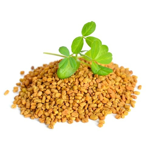 Indian fenugreek seeds for bulk export and spice trade