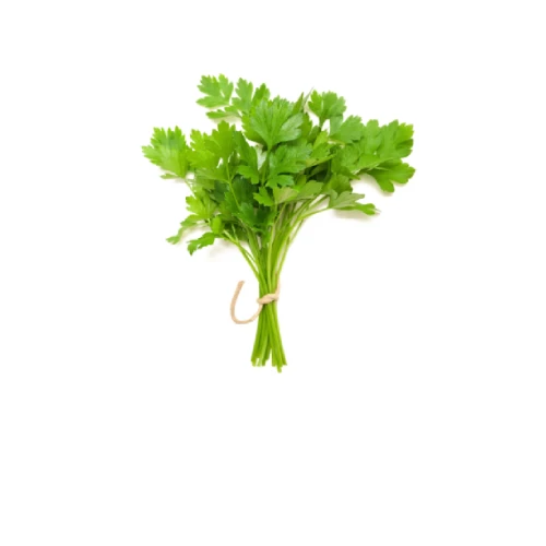 Premium Indian coriander seeds for export by Santosh International